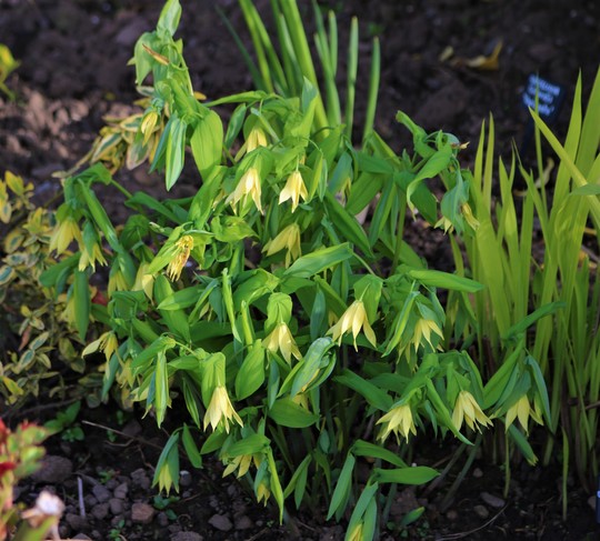 Uvularia grandiflora (Merry Bells) (Uvularia grandiflora (Large merrybells))
