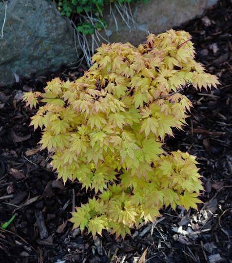 Acer shirasawanum 'Jordan' (Acer shirasawanum)