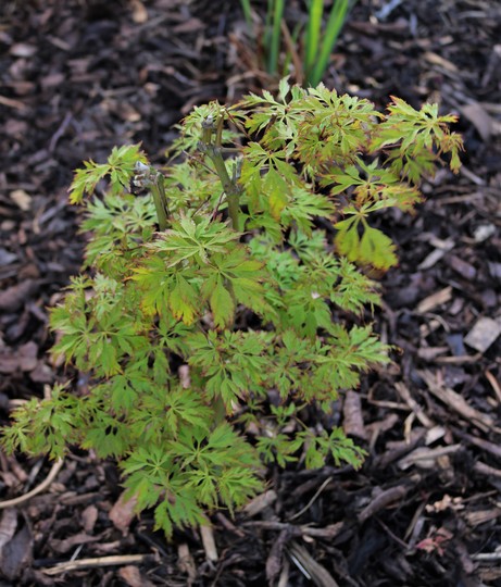 Acer palmatum dissectum