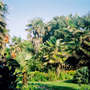 Y1p9aul808_flw6scodxnhtsu-oh87onckshbd6yfjglqqsozuyomazjpvmhwpebyeztsujih6ipmk_ventnor_botonic_gardens_isle_of_light