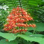 Clerodendron paniculatum ( pagoda flower ) (Clerodendron paniculatum)