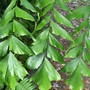 Caryota mitis