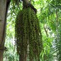 Caryota