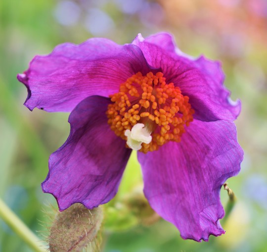 Meconopsis 'Hensol Violet' for my records