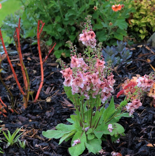 Verbascum 'Jackie' a dwarf, compact form