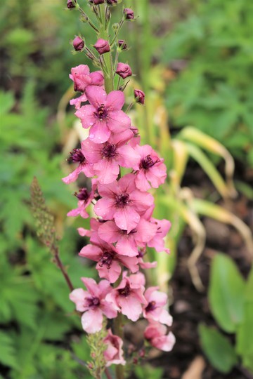 Verbascum phoenicium 'Southern Charm' for my records