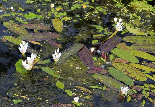 My Water Hawthorn... (Aponogeton distachyos (Water hawthorn))