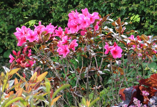 Rhododendron 'Ebony Pearl' with it's bronzy foliage.