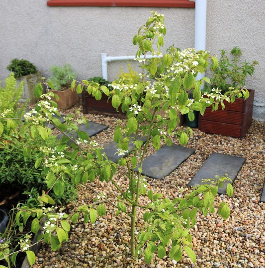 Viburnum plicatum 'Kilimanjaro'