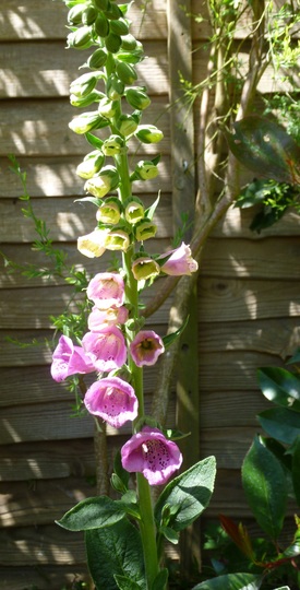 Digitalis purpurea 'Sugar Plum' (Digitalis purpurea (Common foxglove))