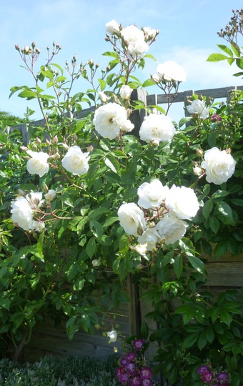 White Climbing Rose