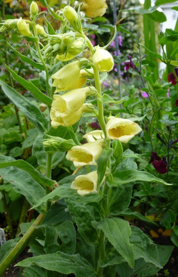 Digitalis grandiflora Dwarf Carillion (Digitalis grandiflora (Yellow foxglove))