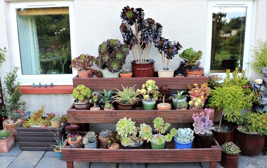 Succulents on Staging