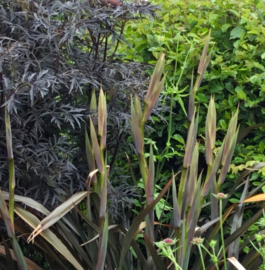 Flower stems on my Phormium ‘Platt’s Black’. (Phormium tenax (New Zealand flax))
