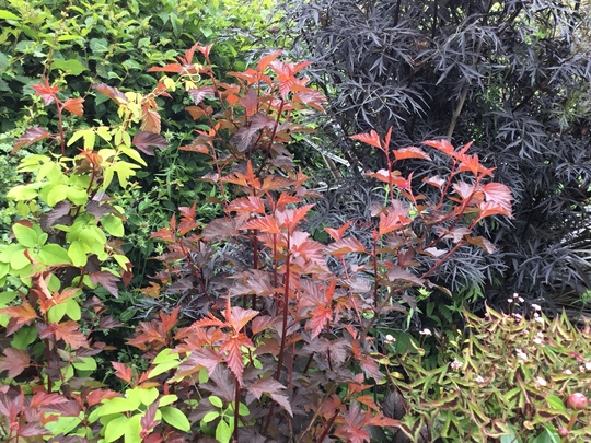 Physocarpus ‘Diable D’Or’