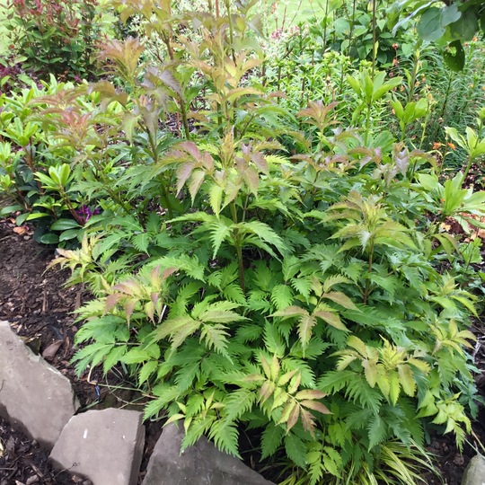 Sambucus ‘Serenade’ for Dawn