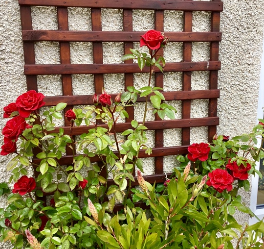 Climbing Rose ‘Love Knot’
