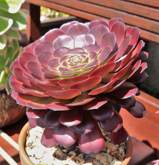 Aeonium 'Zwartkin’