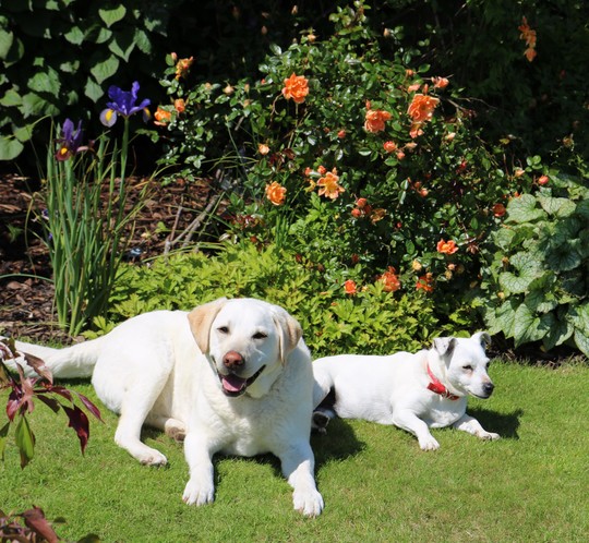 2 Happy Dogs In The Sunshine
