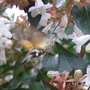 Hummingbird Moth