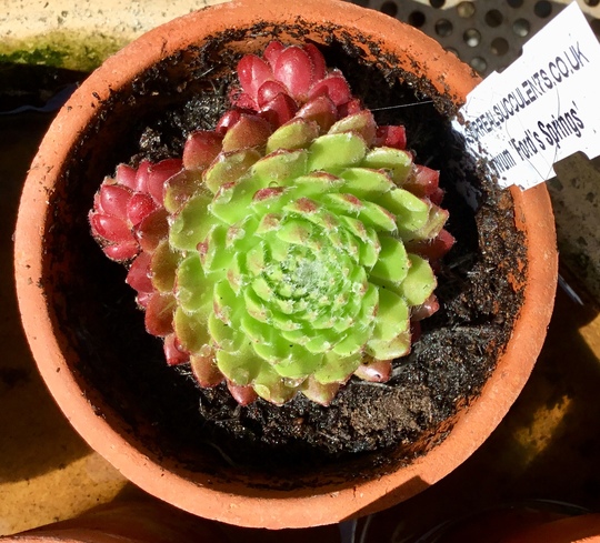 Sempervivum ‘Ford’s Springs’