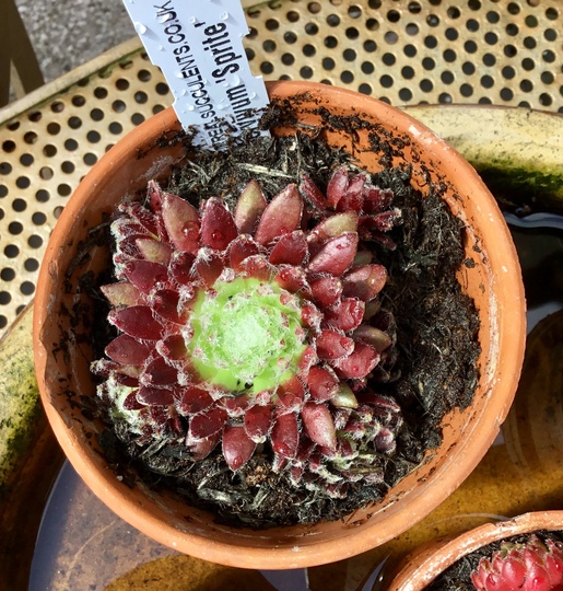 Sempervivum ‘Sprite’
