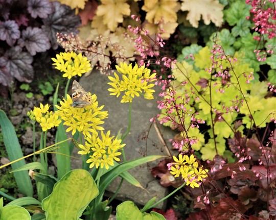 Allium 'Moly' with Heucheras and Painted Lady (Allium 'Moly')