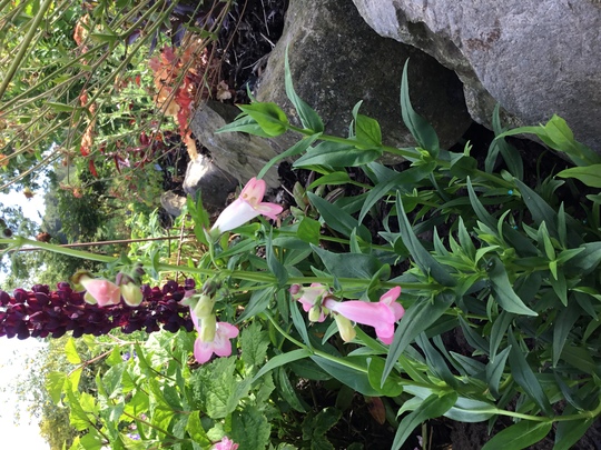 Penstemon ‘Volcano Fujiyama’ for my records