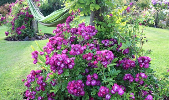A Place For R&R between double 'Perennial Blue' Roses