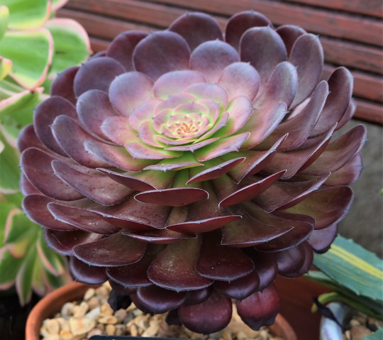 Aeonium 'Zwartkin’