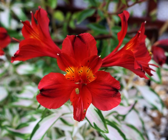 Alstroemeria 'Rock 'N' Roll' (Alstroemeria 'Rock N Roll')
