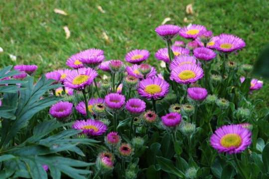 Erigeron glaucous 'Sea Breeze' (Erigeron glaucous 'Sea Breeze')