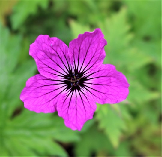 Geranium psilostemon 'Red Admiral' Close Up
