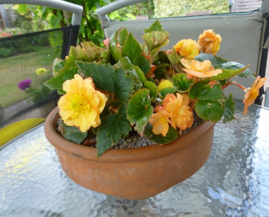 Bowl of Begonias