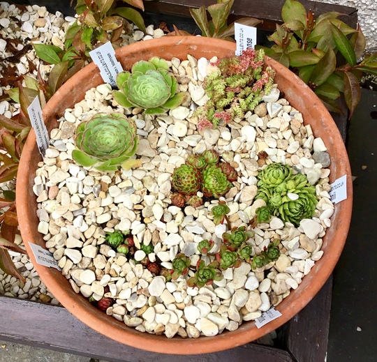 Sempervivum ssp globiferum ‘Toska’