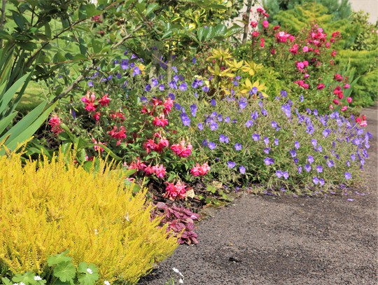 Yellow Heather and Friends