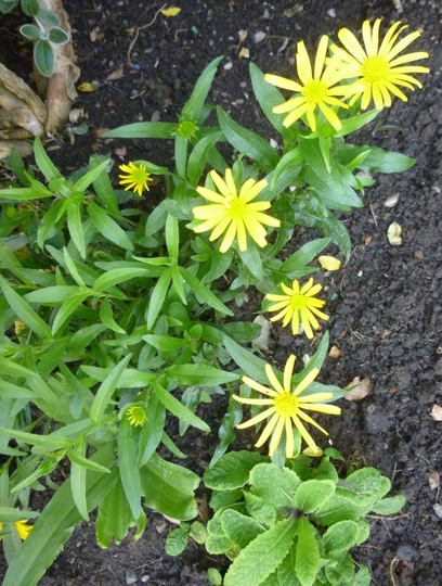 Buphthalmum salicifolium (Yellow Ox eye)