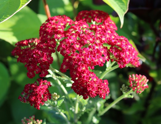 Achillea 'Pomegranate'