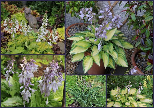 Some Of My Hostas In Flower