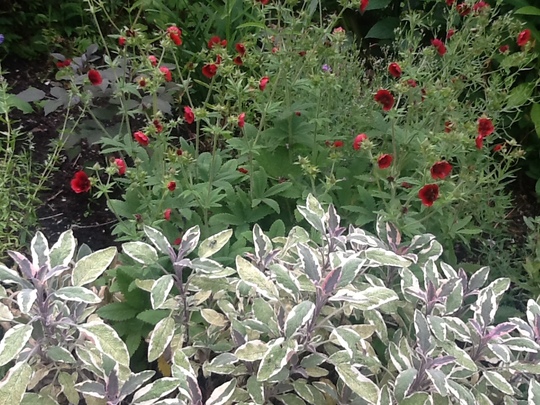 Potentilla thurberi, Monarch's Velvet. & Sage ( tricolour).