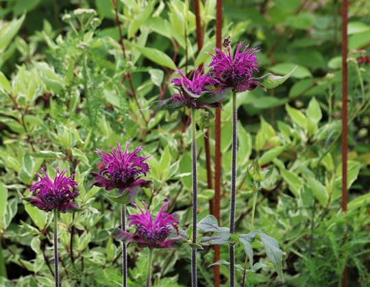 Monarda didyma 'Westacre Purple'