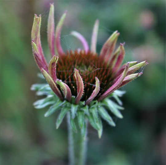 Echinacea with Spider's Web