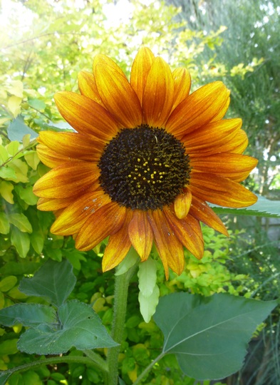 Sunflower 'Claret' (Helianthus annuus (Sunflower))