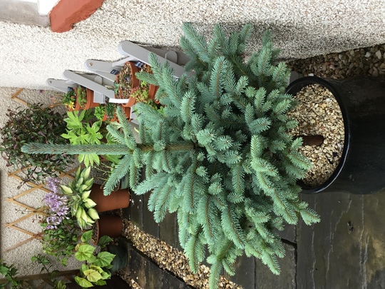 Potted Blue Spruce ‘Super Blue’