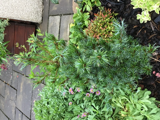 Pinus parviflora ‘Bonnie Bergman’