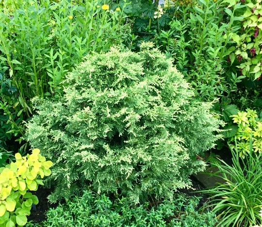 Chamaecyparis lawsoniana ‘Summer Snow’ (Chamaecyparis lawsoniana (Lawson cypress))