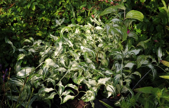 Disporum 'Moonlight'