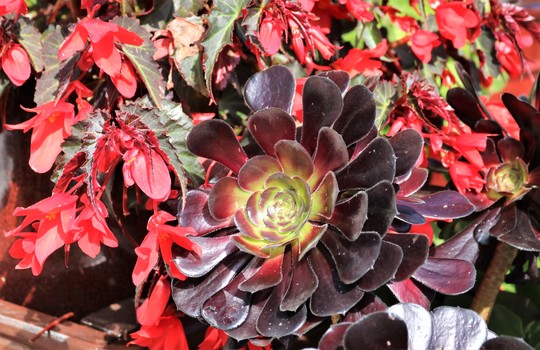 Aeonium with Begonia