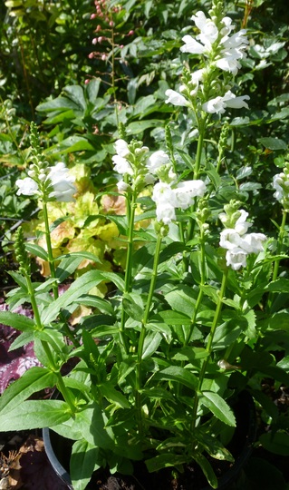 Physostegia virginiana 'Crown of Snow' (Physostegia virginiana (Obedient plant))