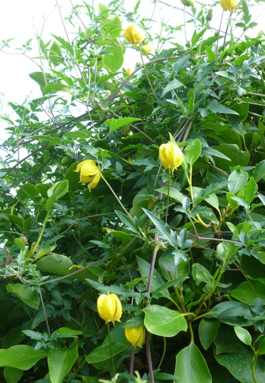 Clematis tangutica scrambling through Griselinia